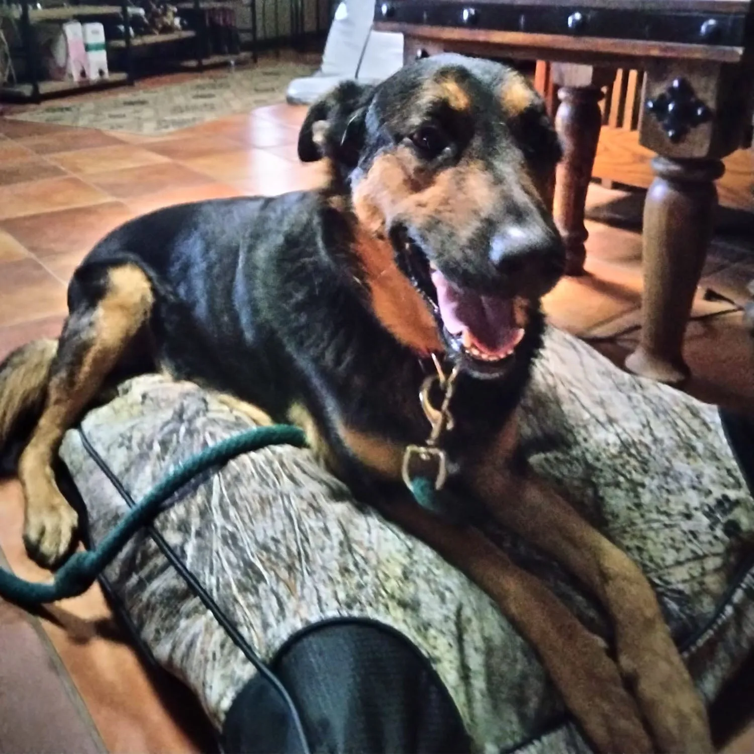 Buff Tuff: Pet Bed