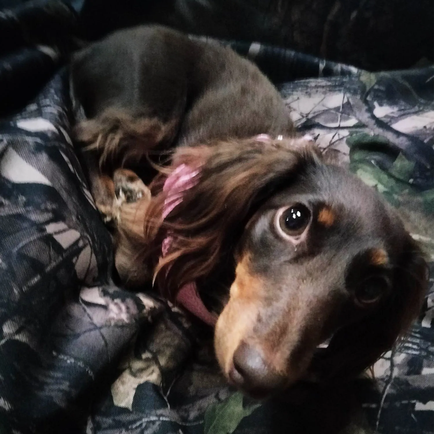 Buff Tuff: Pet Bed
