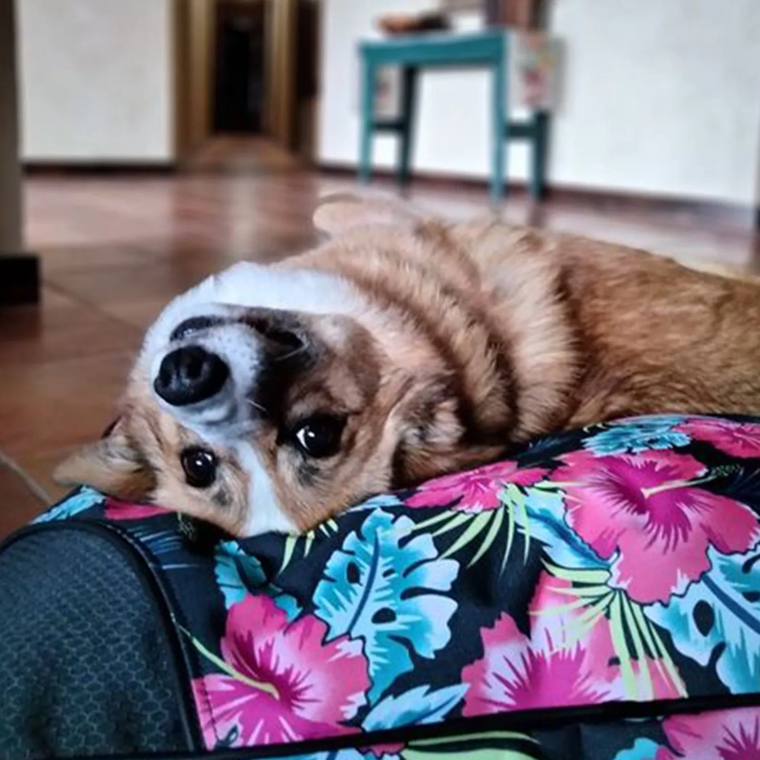 Buff Tuff: Pet Bed
