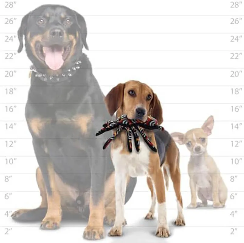 Tuffy Desert Spider